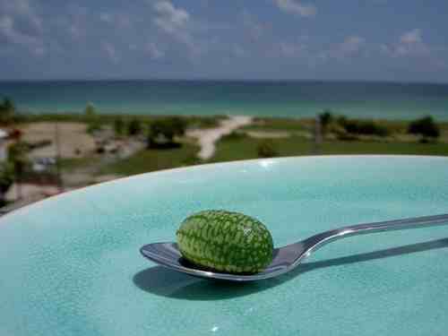 世界最小西瓜（世界最小西瓜真是西瓜吗？）