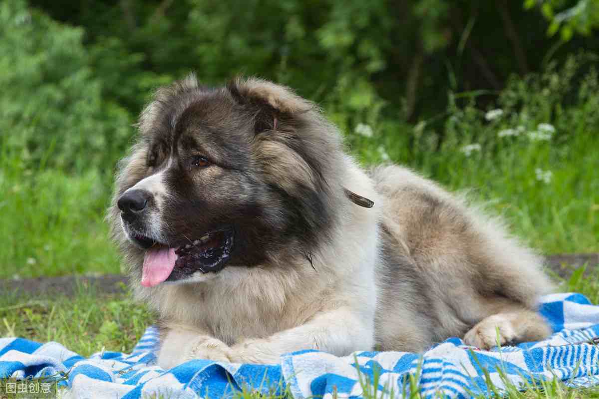 坎高犬图片大全高加索图片