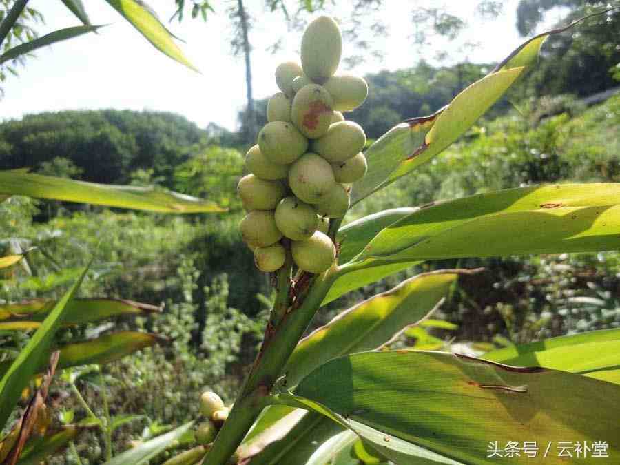 补阳药-益智子的功效作用及使用方法