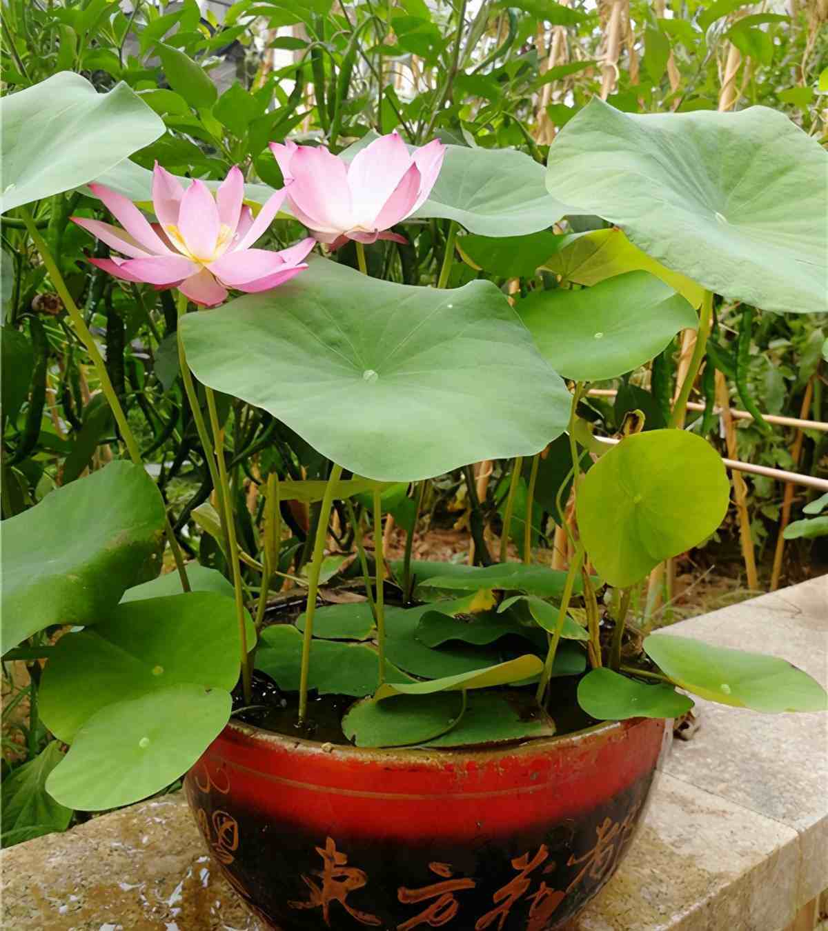 室内水生植物（室内水生植物养哪些）