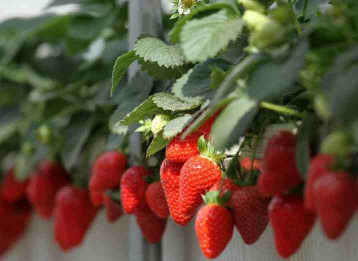 想要草莓能够顺利生长,合适的温度是非常重要的,因此露天种植一定要等