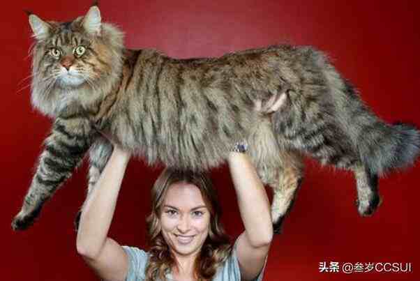 你知道吗？目前世界上最大的猫咪：缅因猫，体长1.23米