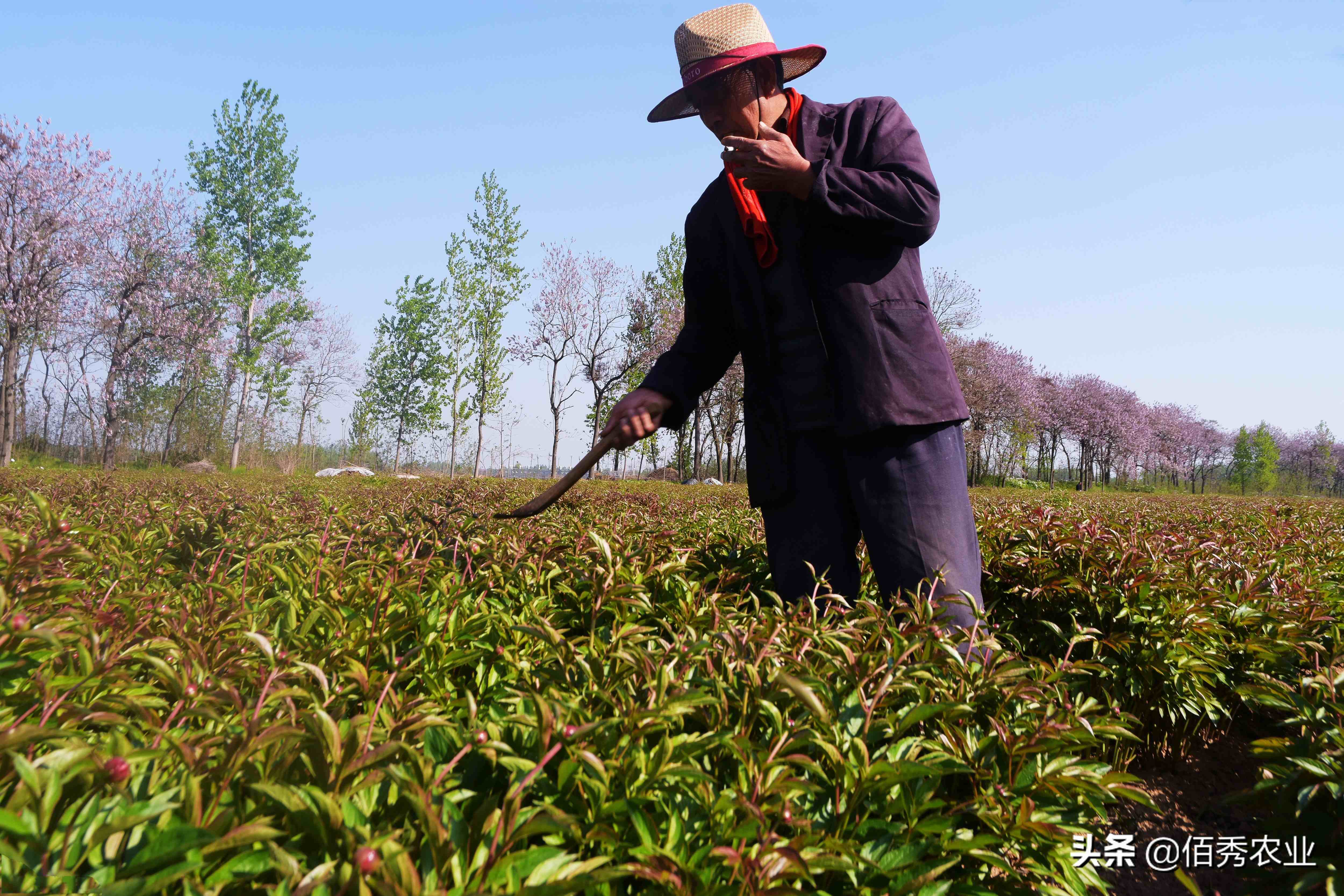 種植什麼藥材2022年種植哪種中藥材能賺錢