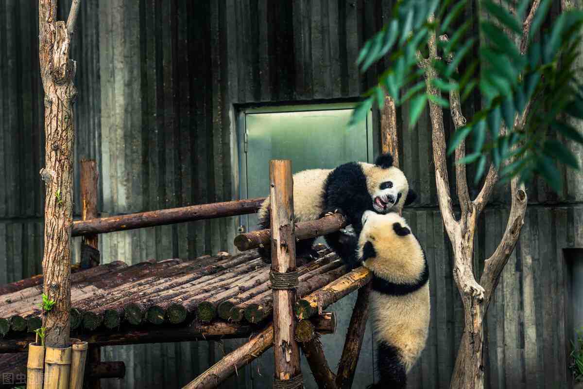 上海动物园真的好玩吗？这篇文章告诉你答案