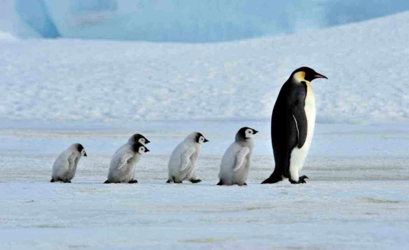 企鹅生活在哪里企鹅的家是什么地方