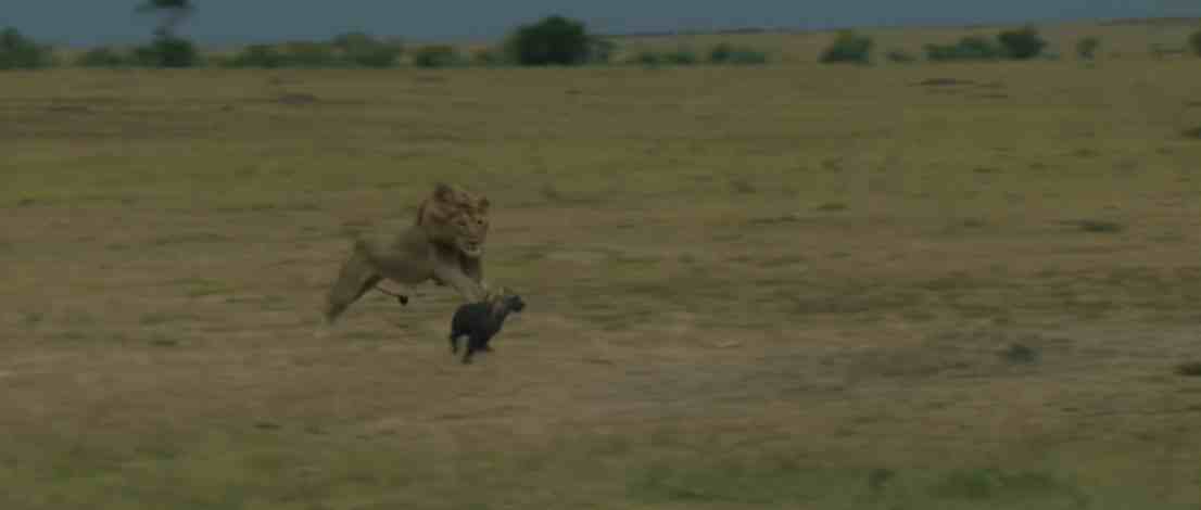 狮子和鬣狗之间的皇室战争，鬣狗偷食，狮子咬死幼崽