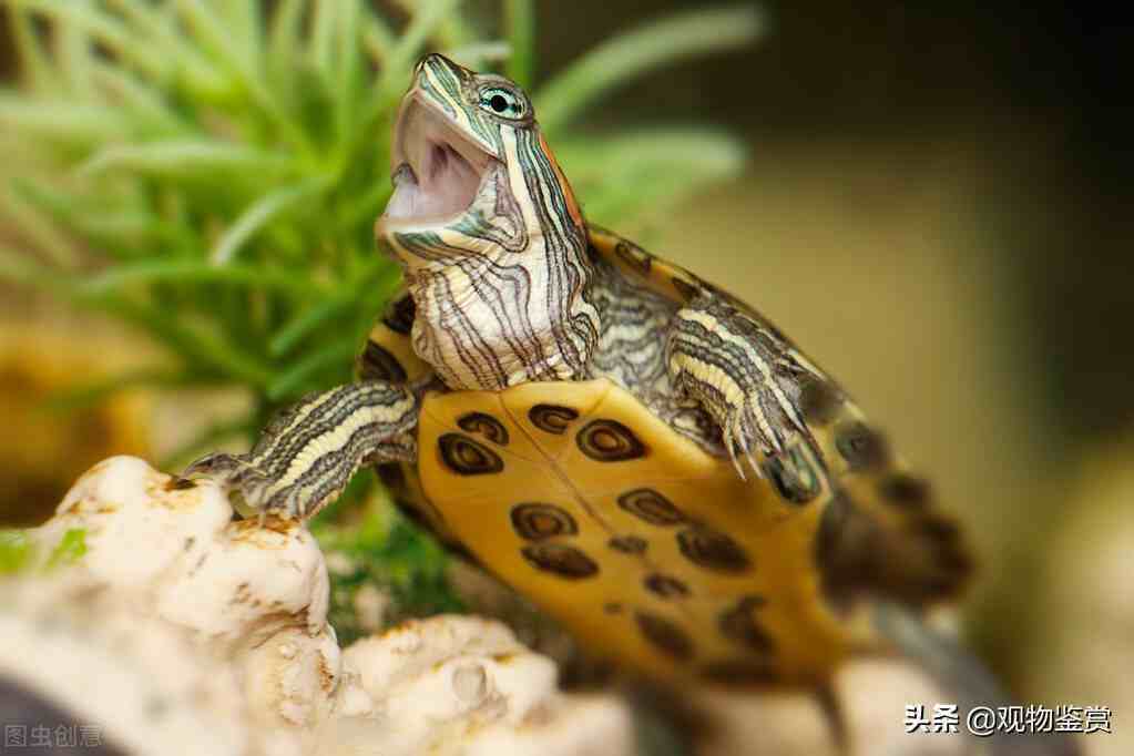 乌龟有着不同的形象和意义，乌龟的外形特点和生活特征