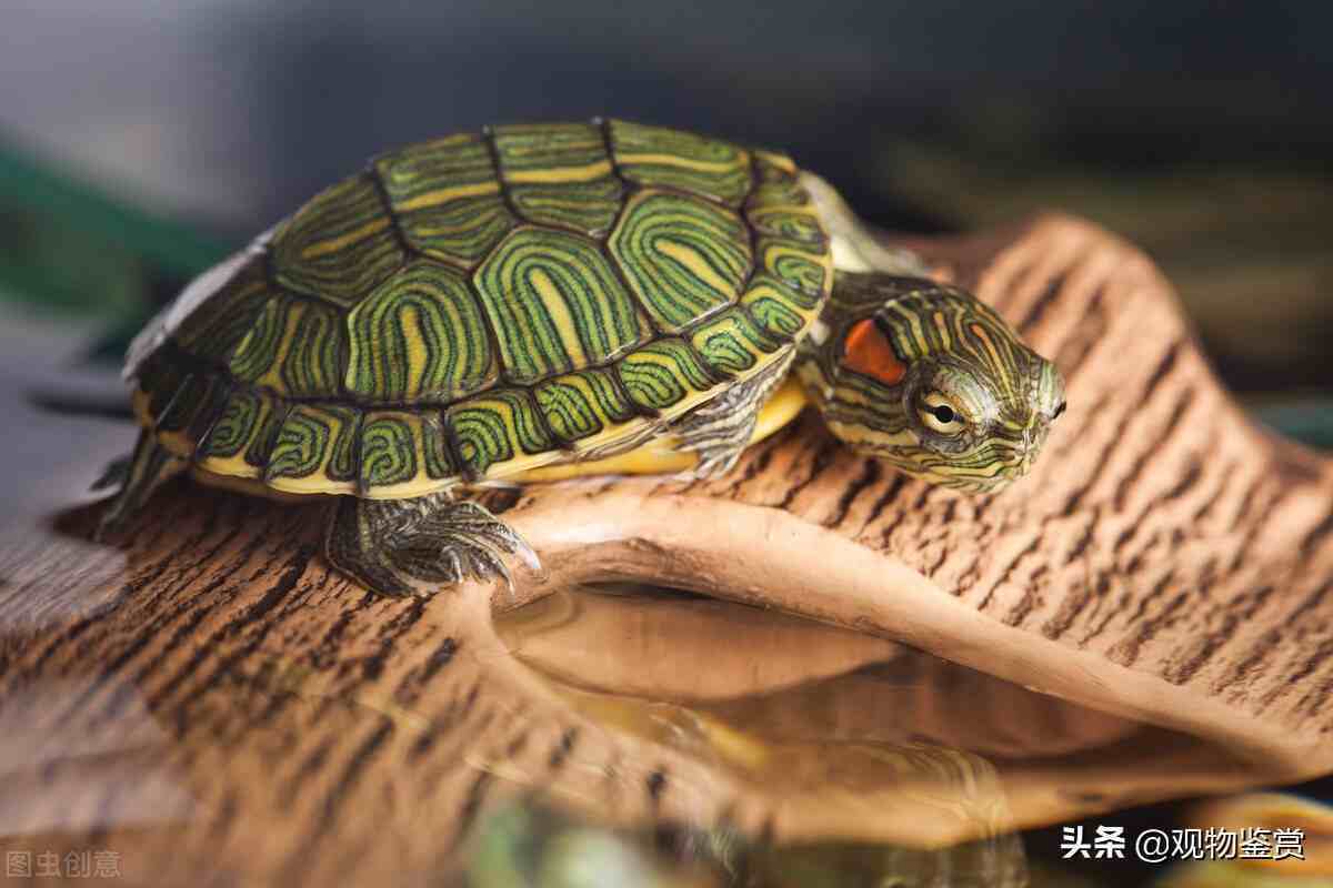 乌龟有着不同的形象和意义，乌龟的外形特点和生活特征