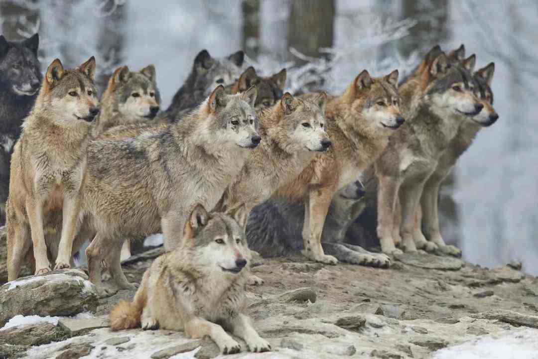 狼性文化和狼性团队精神，你需要多少？