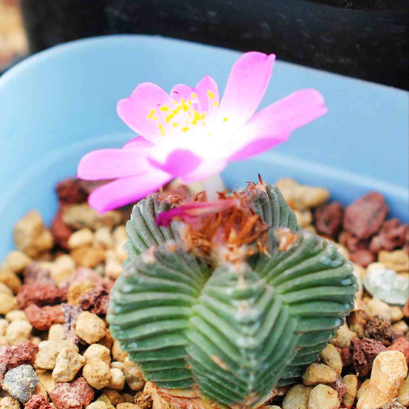  多肉植物愛好者>收集了幾個開花驚豔的仙人球