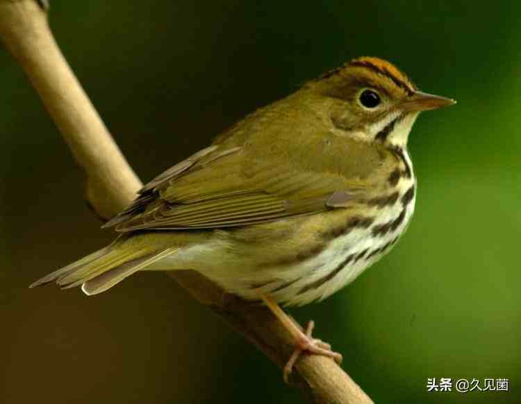 中國的國鳥是什麼中國國鳥是什麼