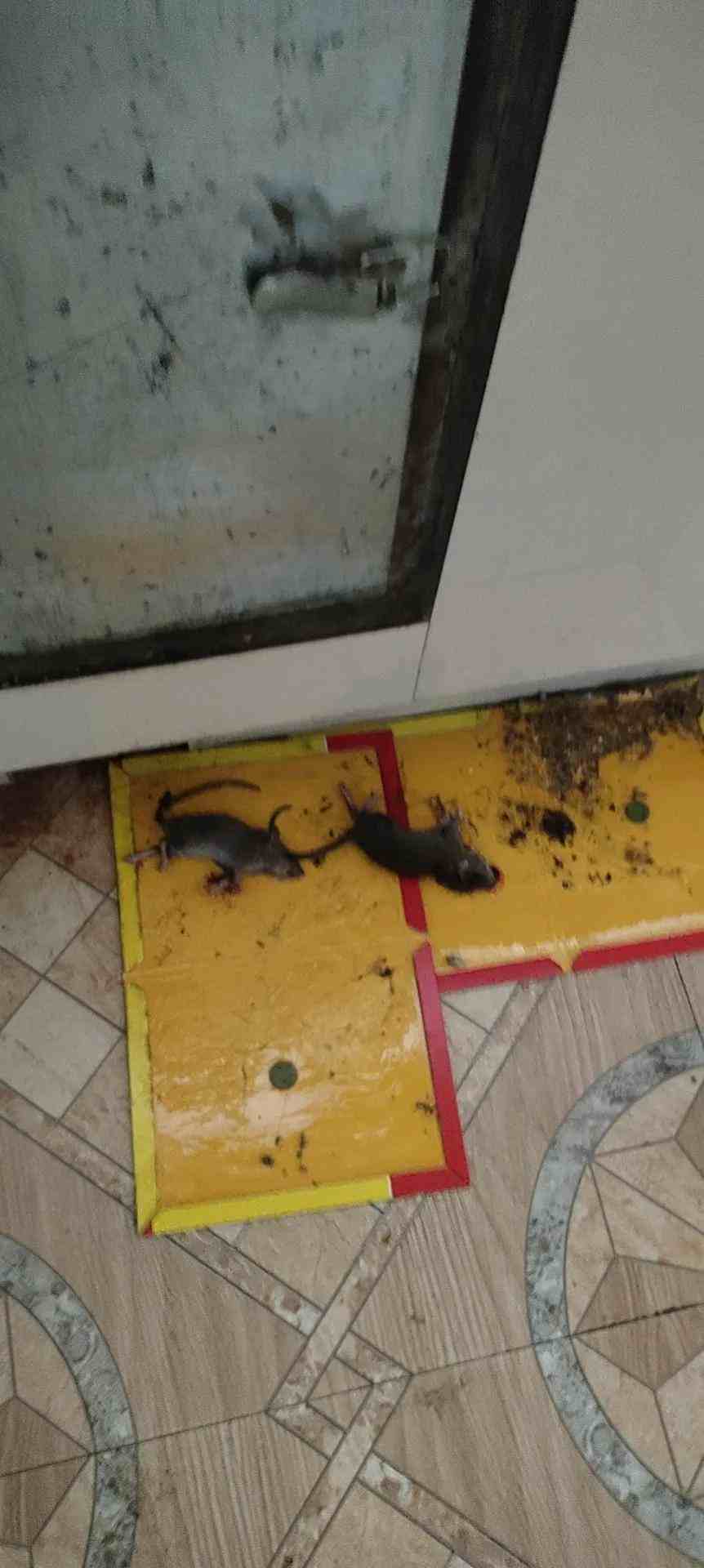 西安室内灭老鼠图片