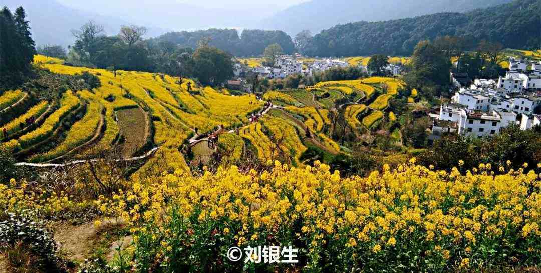 中國十大最美油菜花田選美中國十大油菜花海