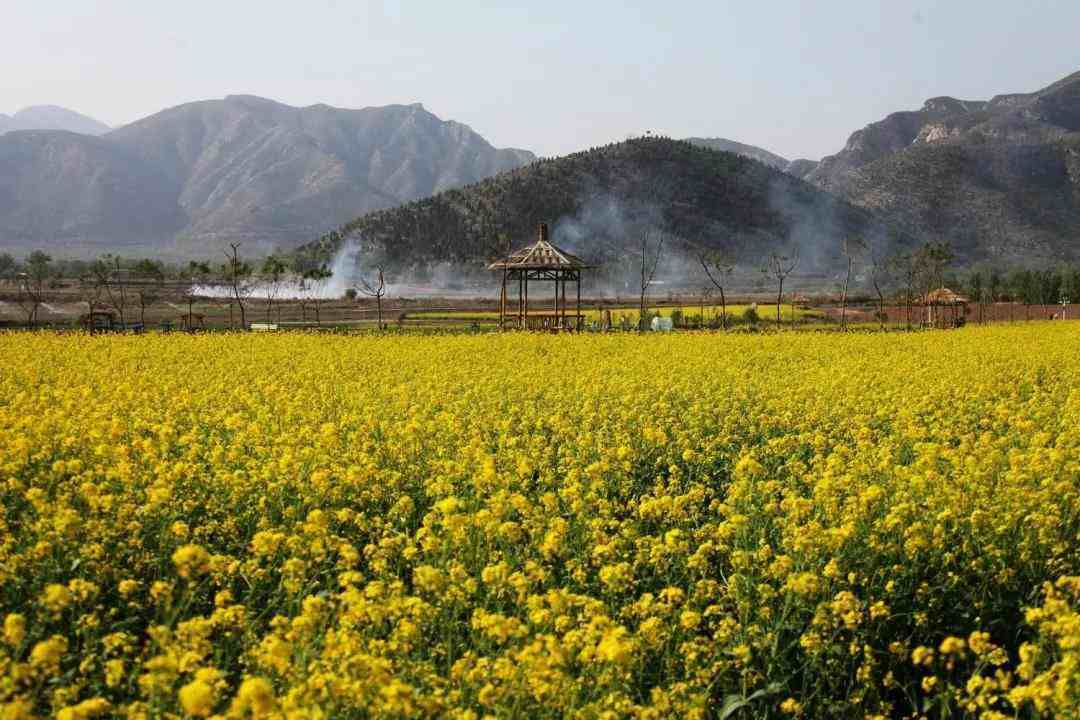 是休閒放鬆的好去處花期:5月至6月觀賞地點:北京房山區吉林 | 集安雖