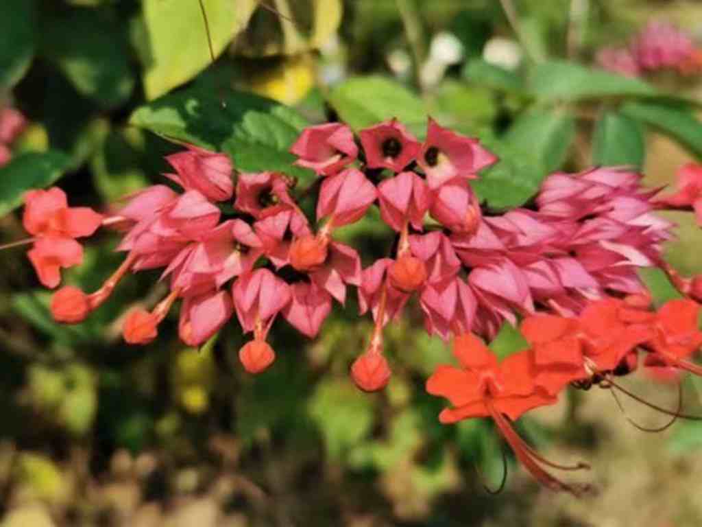 龙吐珠也能开红花吗？是的，因为它的名字叫红萼龙吐珠，与众不同