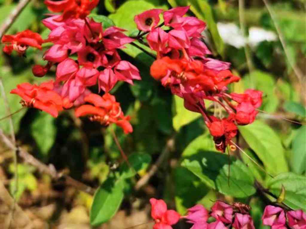 龙吐珠也能开红花吗？是的，因为它的名字叫红萼龙吐珠，与众不同