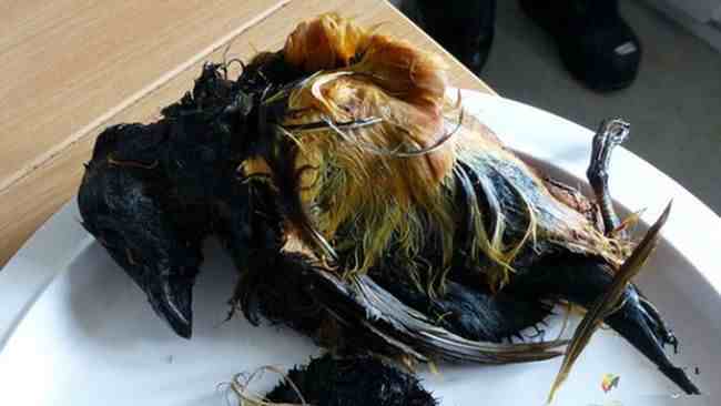 爱斯基摩人的美食腌海雀，臭到令人呕吐，为何被当地人奉为美食？