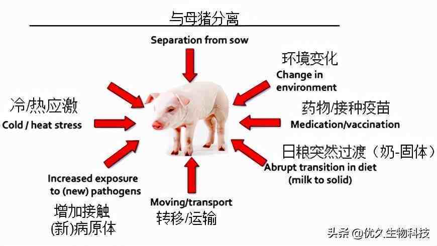 《猪产肠毒素大肠杆菌：抗生素耐药性和替代控制策略》听课笔记
