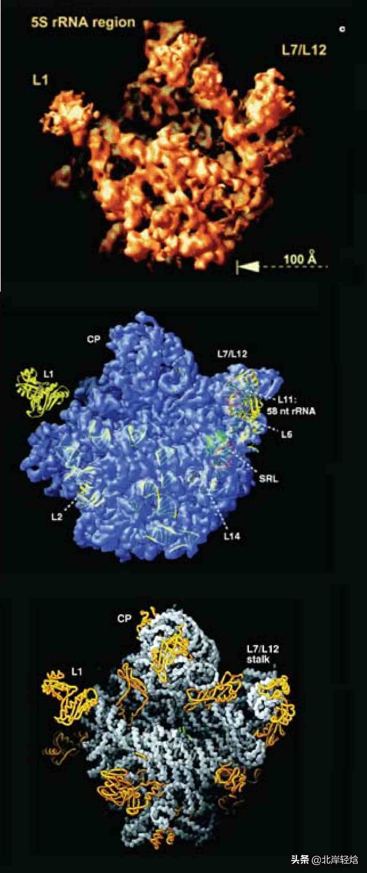 核糖体：揭开生物体内合成蛋白质的奥秘 2009年诺贝尔化学奖介绍