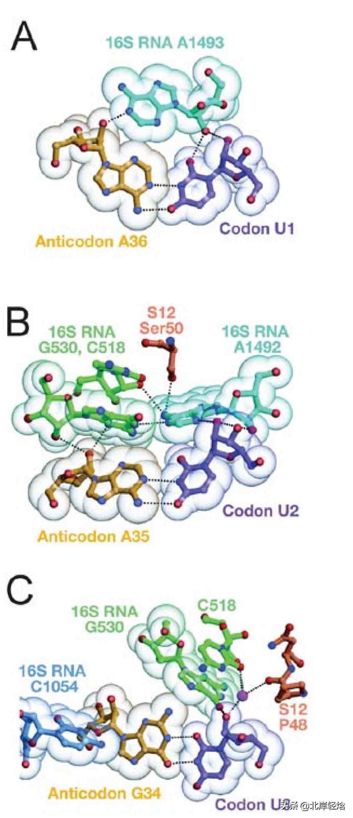 核糖体：揭开生物体内合成蛋白质的奥秘 2009年诺贝尔化学奖介绍