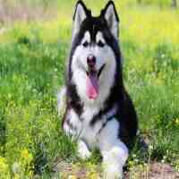 阿拉斯加雪橇犬和哈士奇的区别（如何区分阿拉斯加和哈士奇？）