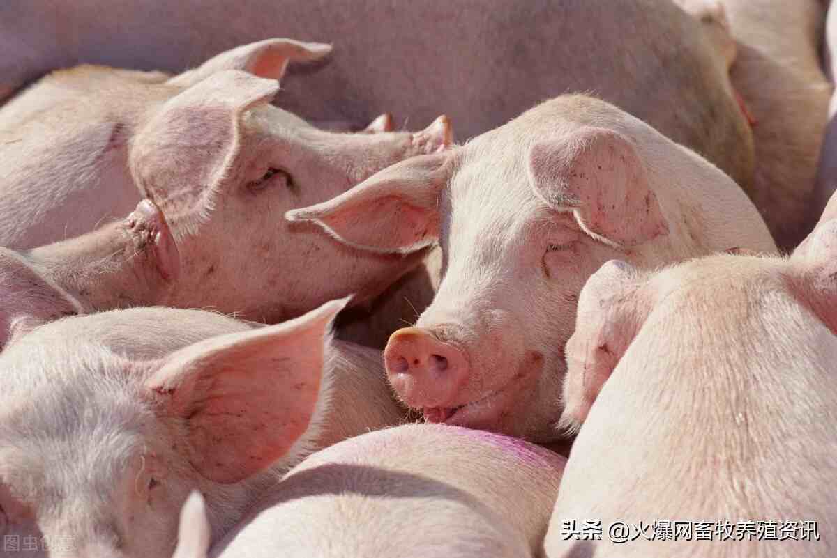 猪流感症状（猪流感临床特征有哪些？）