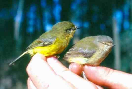 世界上最小的鸟（世界上最小的五种鸟）