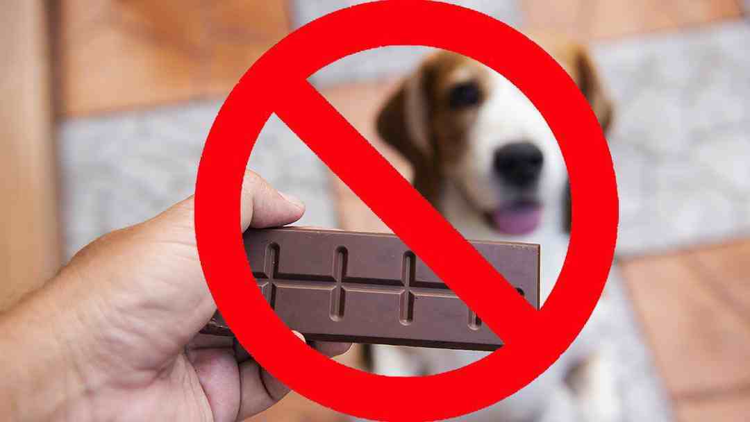 狗为什么不能吃巧克力（狗为什么不能吃巧克力？）