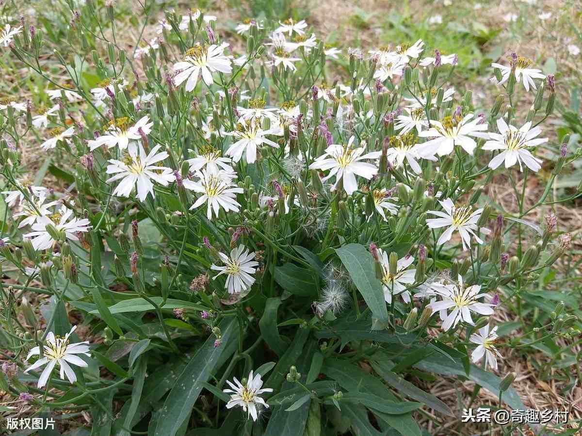 苦菜的作用(小滿吃苦菜竟然這麼多好處?)「獨家揭秘」-生活小妙招網