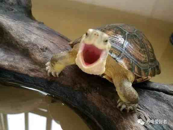 黄喉拟水龟（如何饲养黄喉拟水龟）