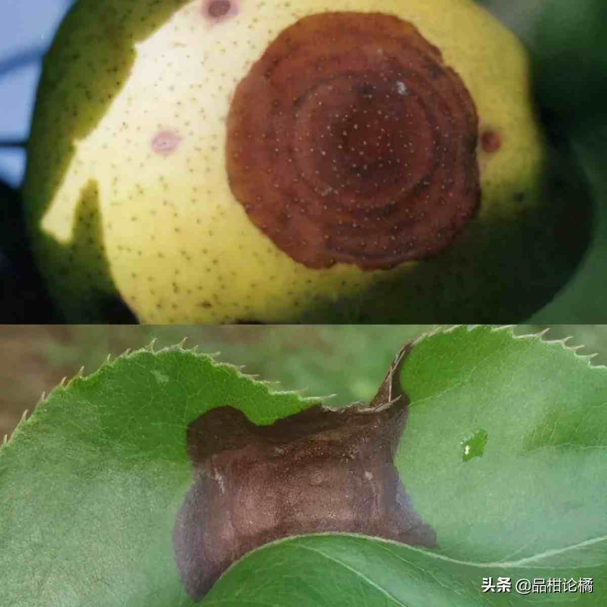 梨树种植常见病虫害及防治