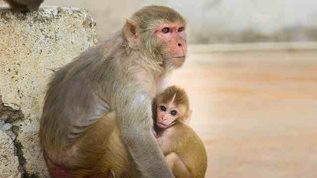 怎么才能养一只猴子(可以养实验猴子吗)