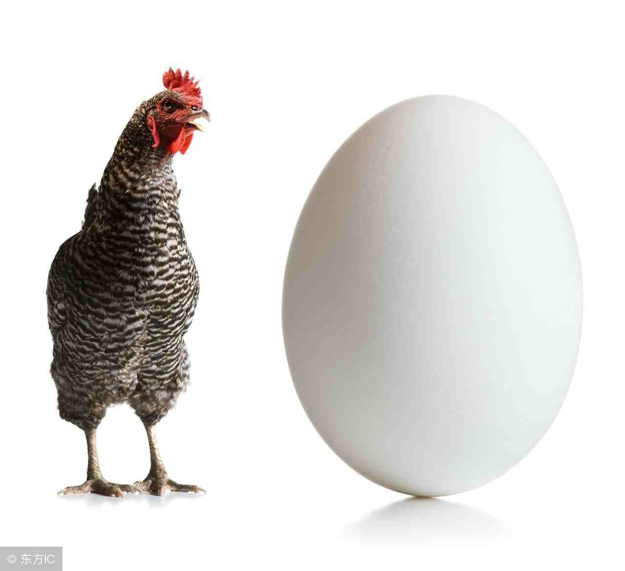 鸡蛋怎么受精(鸡蛋对男性功能的好处)