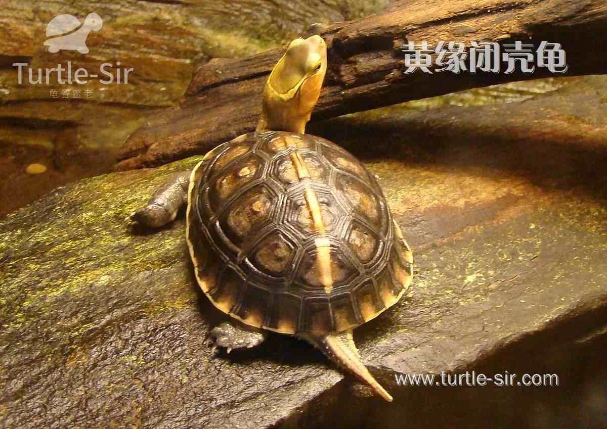 巴西龟能活多久(巴西龟最大能长多少斤)