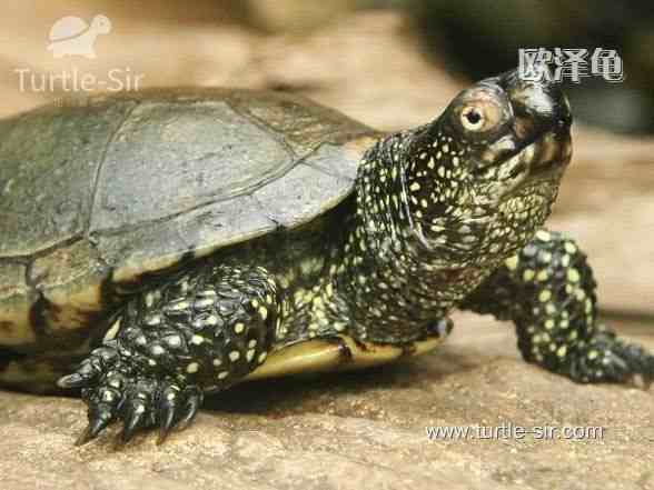 巴西龟能活多久(巴西龟最大能长多少斤)