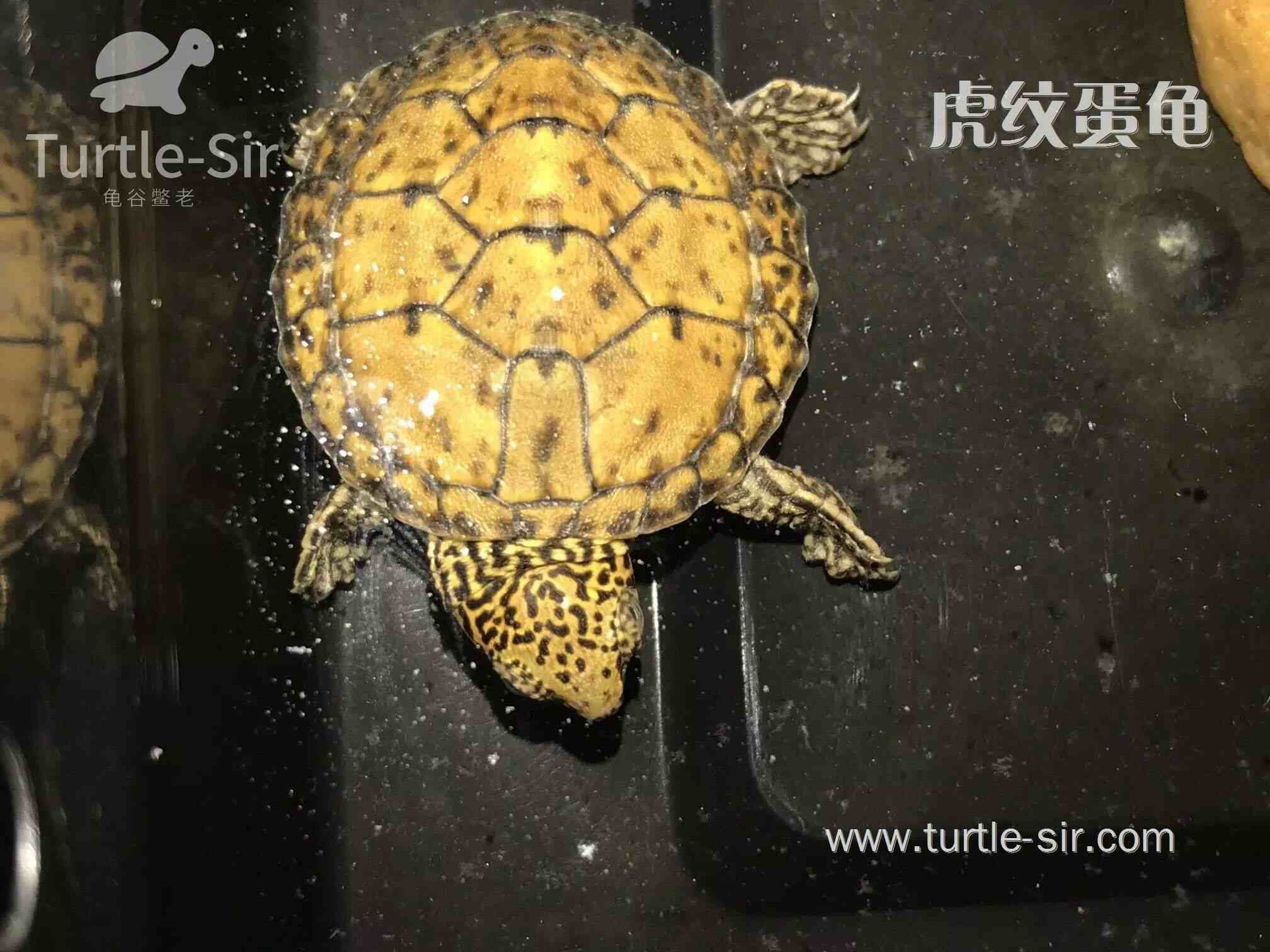 常见乌龟寿命统计，巴西龟居然是短命龟「龟谷鳖老」