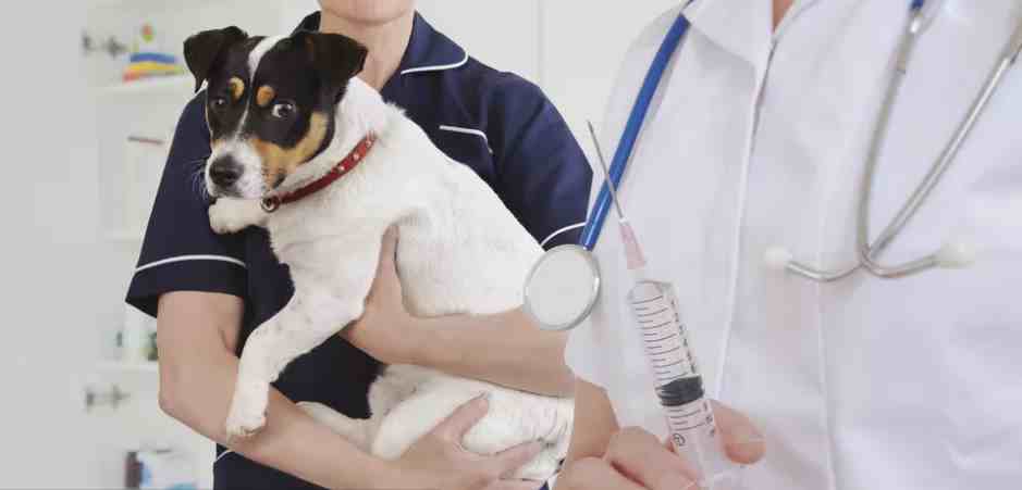 狗狗疫苗多久打一次(狗狗疫苗有必要一年一次吗)