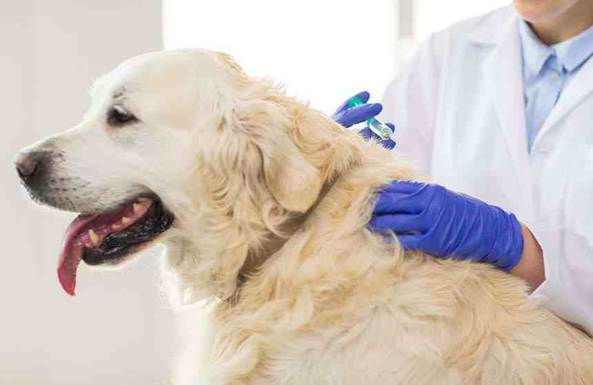 狗狗疫苗多久打一次(狗狗疫苗有必要一年一次吗)