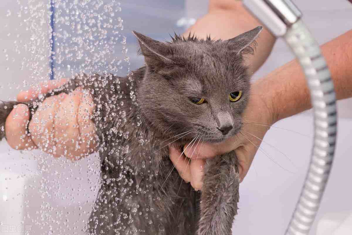 小猫多久洗一次澡(家猫为啥不建议打疫苗)