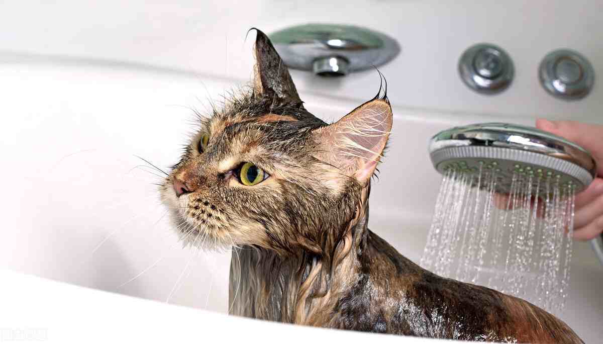 小猫多久洗一次澡(家猫为啥不建议打疫苗)