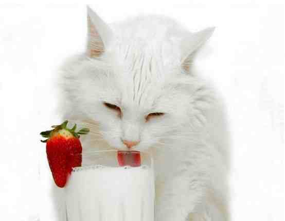 猫咪营养膏是啥？怎么吃？
