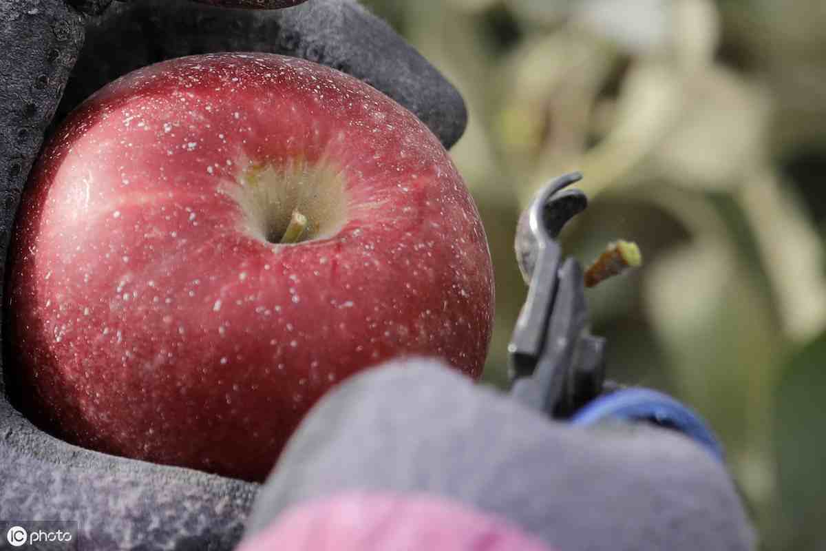 苹果能放多久(储藏了一年的苹果还能吃吗)