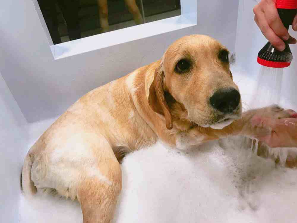 小狗多久可以洗澡(狗洗完澡第二天死了)