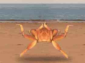 螃蟹能活多久(螃蟹在家里跑了多久死)