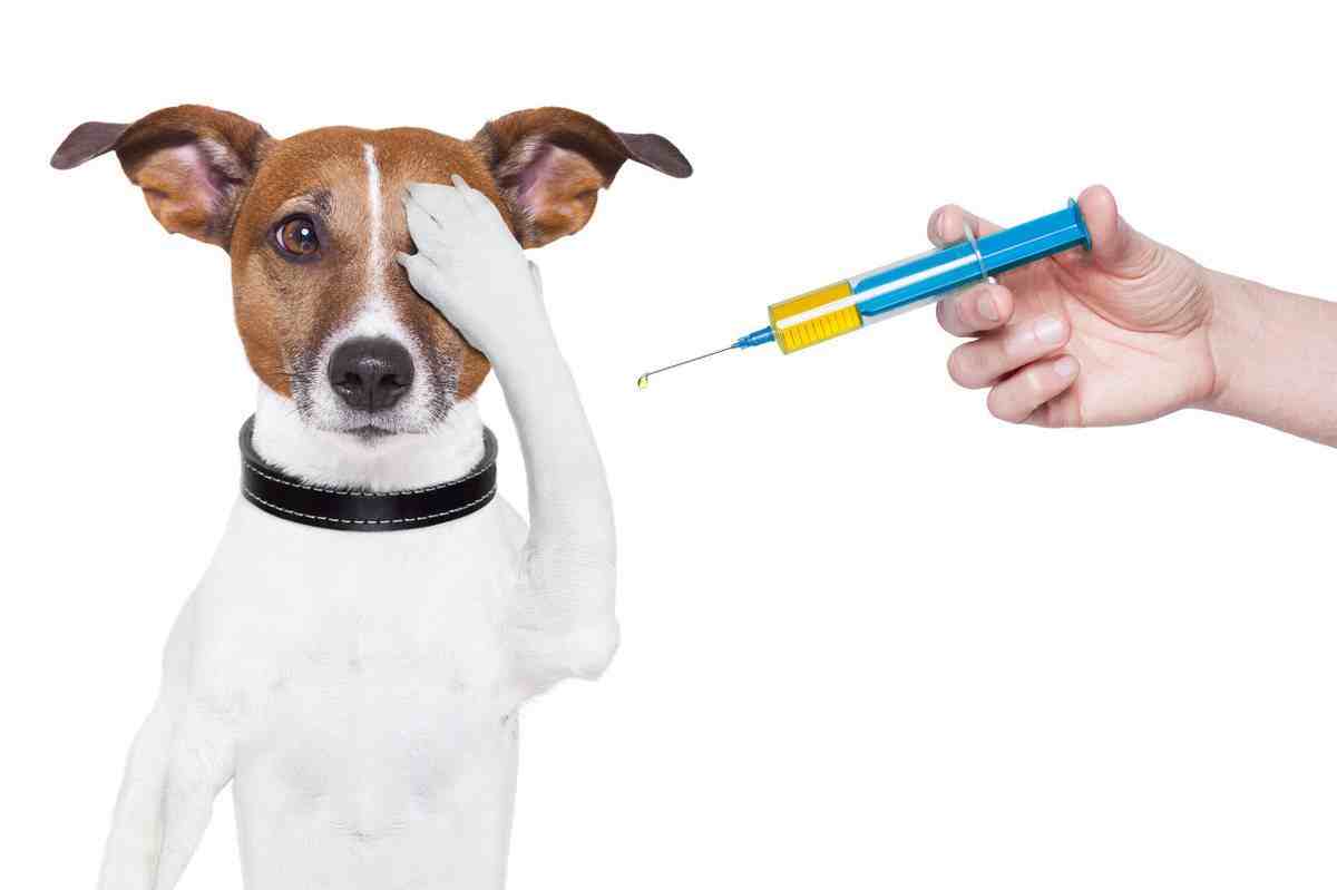 狗疫苗多少钱(50天狗狗一天拉几次)