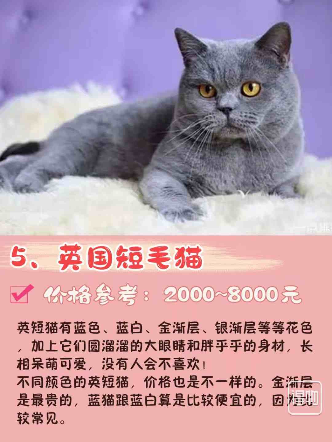 7种常见宠物猫的“市场价”、你买贵了吗？