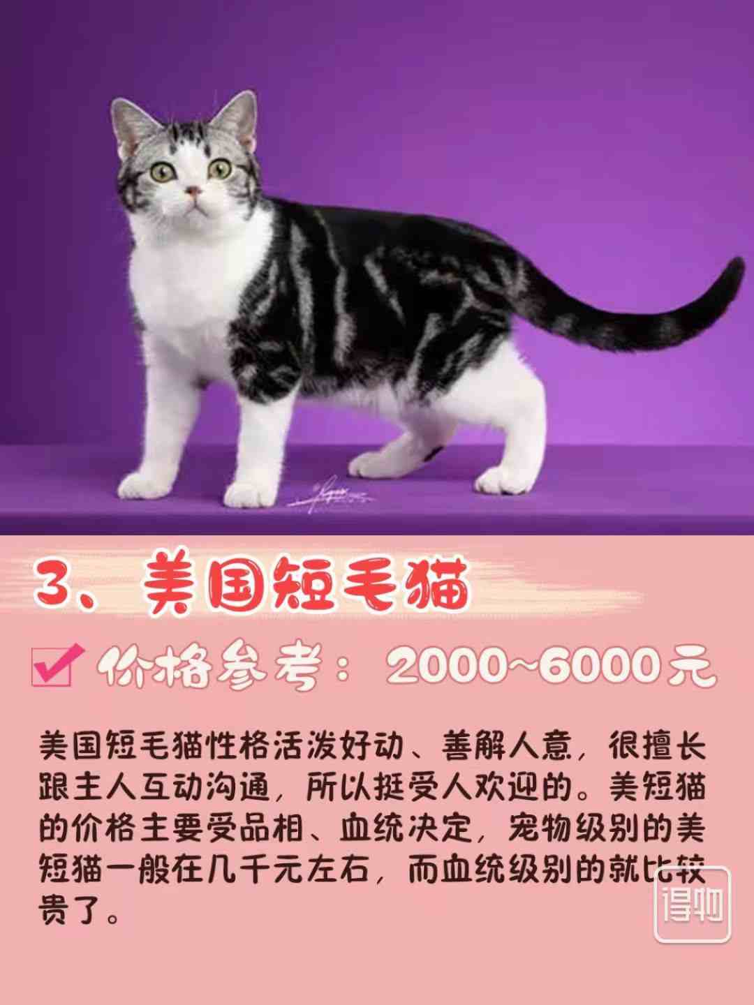 7种常见宠物猫的“市场价”、你买贵了吗？
