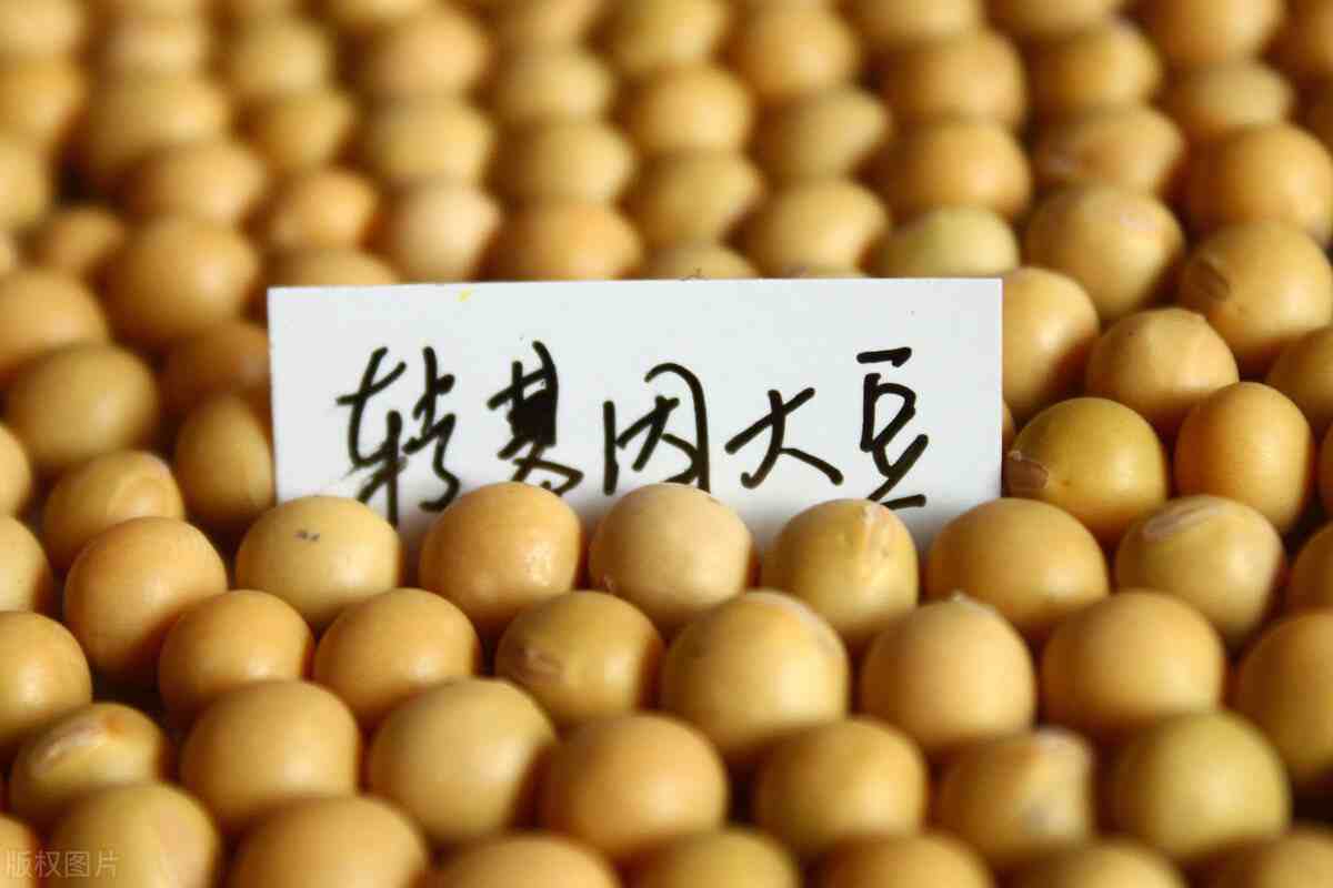 2020中国大豆进口超亿吨，美国转基因豆卷土重来，约占40%