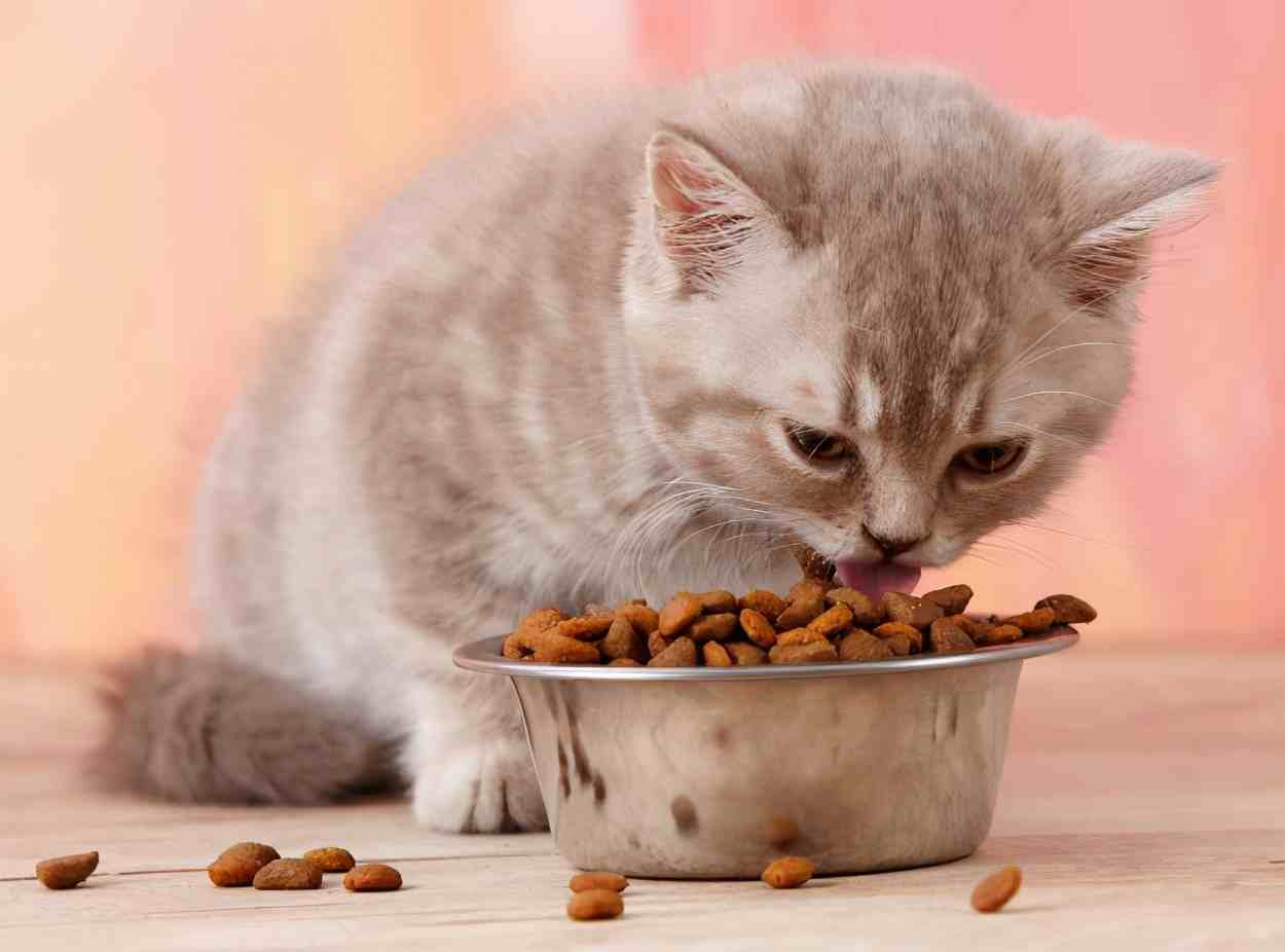 幼猫一天吃多少猫粮(两个月的猫一天吃多少猫粮)