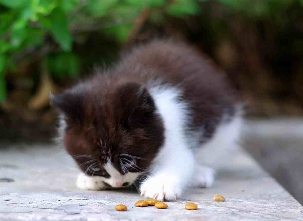 幼猫一天吃多少猫粮(两个月的猫一天吃多少猫粮)